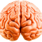 Brain-removebg-preview